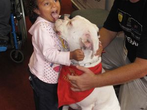 Crowdfunding - Projeto de cães para pessoas com deficiência e autismo (TEA)