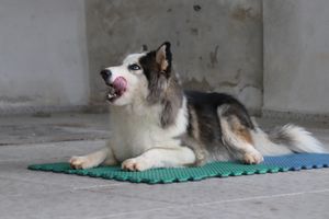 Projeto de cães para pessoas com deficiência e autismo (TEA) imagem 6