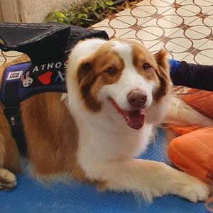 São Paulo/SP - Projeto de cães para pessoas com deficiência e autismo (TEA)