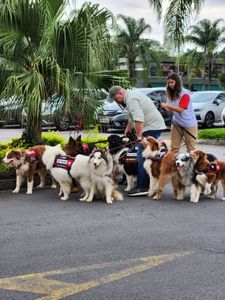 Projeto de cães para pessoas com deficiência e autismo (TEA) imagem 10