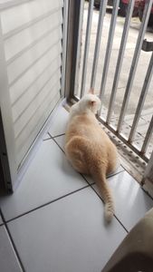 Vaquinha Online - Ajude na internação do Nino