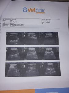 Ajude na internação do Nino imagem 7