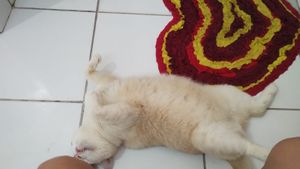 Animais - Ajude na internação do Nino