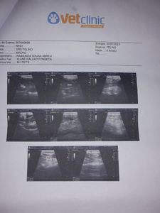 Ajude na internação do Nino imagem 8