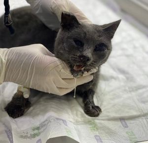 Animais - Ajude a belinha