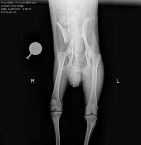 Cachorro   - AJUDE VICTORUGO 