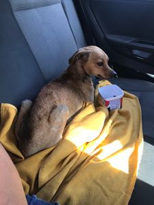 Animais - AJUDE VICTORUGO 