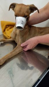 Vaquinha Online - AJUDE VICTORUGO 