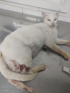 Vaquinha Online - Ajuda para Neve