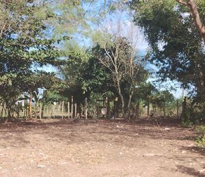 Animais - Tratamento da Fifi e morar na roça para minha saúde 