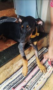 Max - Cãozinho Max (cirurgia)