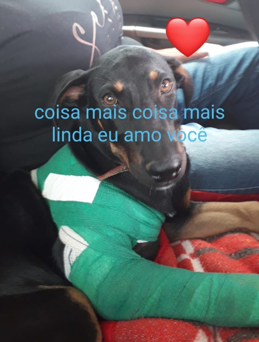 Animais - Cãozinho Max (cirurgia)