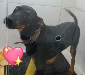 Vaquinha Online - Cãozinho Max (cirurgia)