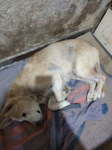 Vaquinha Online - Tratamento