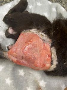 Ajude o Sardinha - Ajude a salvar o Sardinha