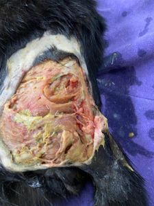 Vaquinha Online - Ajude a salvar o Sardinha