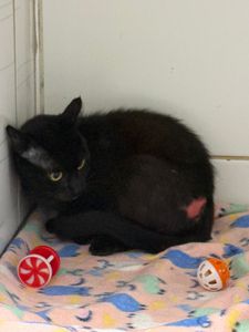 Ajude a salvar o Sardinha imagem 6