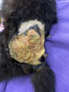 Animais - Ajude a salvar o Sardinha