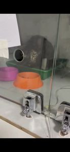 Vaquinha Online - Tratamento de câncer da minha gatinha 