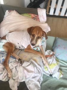 Animais - Ajude a Amora Caramelo a ter um vida saudável