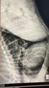 Ajude a Amora Caramelo a ter um vida saudável imagem 8