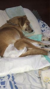 Rio de Janeiro/RJ - Ajude a Amora Caramelo a ter um vida saudável