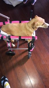 Ajude a Amora Caramelo a ter um vida saudável imagem 6