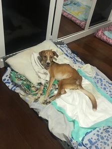 Ajuda a Amora Caramelo - Ajude a Amora Caramelo a ter um vida saudável