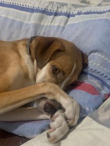 Vaquinha Online - Ajude a Amora Caramelo a ter um vida saudável