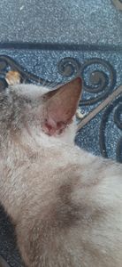 Vaquinha Online - Ajude o frajola a viver🙏🙏😭