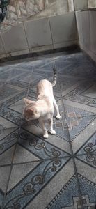 Ajude O Frajola A Viver - Ajude o frajola a viver🙏🙏😭