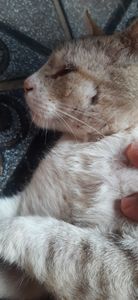 Uberaba/MG - Ajude o frajola a viver🙏🙏😭