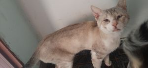 Animais - Ajude o frajola a viver🙏🙏😭