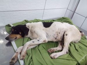 Vaquinha Online - Por Favor Ajude Nina