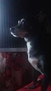 Animais - Juntos por Kiara