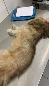 Animais - Lunna - Um pedido de socorro