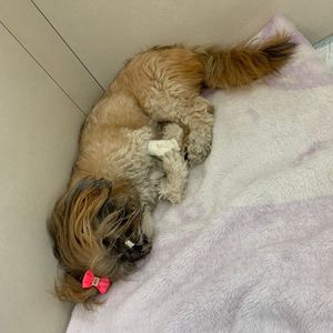 Vaquinha Online - Lunna - Um pedido de socorro