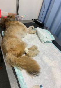 Lunna: Um Pedido de Socorro - Lunna - Um pedido de socorro