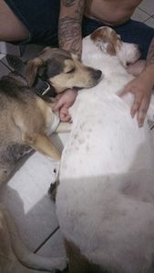 Vaquinha Online - Ted 🐕🐶🐾