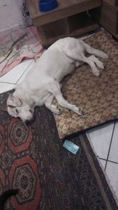 Animais - Ted 🐕🐶🐾