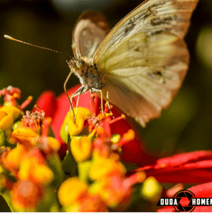 Uma câmera para o Duda!