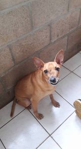 Cães e gatos pedem ajuda ou serão despejados!