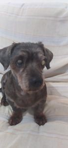 Vaquinha Online - Ajuda para a cirurgia do olho de Polly