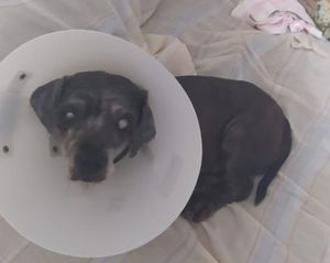 Animais - Ajuda para a cirurgia do olho de Polly