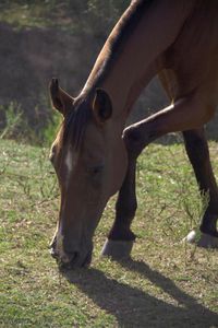 ONG Pé de Chulé - Toda vida importa! imagem 10