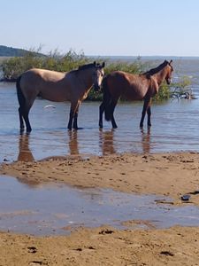Porto Alegre/RS - ONG Pé de Chulé - Toda vida importa!