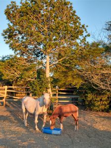 Animais - ONG Pé de Chulé - Toda vida importa!