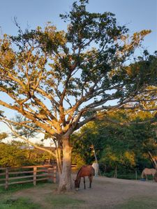 ONG Pé de Chulé - ONG Pé de Chulé - Toda vida importa!