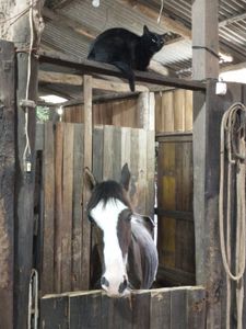 ONG Pé de Chulé - Toda vida importa! imagem 7