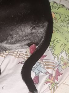 Kennedy freixo campos - Torne a vida de um bichinho de rua melhor